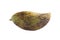 Rotten mangoes fruit on white background