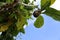 Rotten morinda citrifolia hanging on tree isolated on blue sky background closeup.