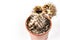 Rotten Pachypodium cactus in a pot isolated on a white background