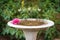 Rotten pink camellia in birds bath, fountain, closeup