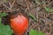 ROTTEN POMEGRANATE FRUIT LYING ON THE GROUND