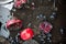 Rotten pomegranates and grapes