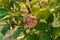 Rotten quince apple on the fruit tree, Monilia laxa infestation plant disease