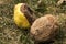 Rotten quince fruits