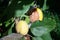 Rotten quince. Infected fruits of quince. Monilinia fructigena quince