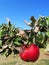 Rotten red apple on a branch, against the sky, close-up. the idea is ecology. spoiled crop. unhealthy diet aging.