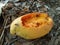 Rotten ripe yellow mango