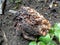 Rotten soursop Annona muricata L. in the nature background