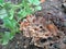 Rotten soursop Annona muricata L. in the nature background