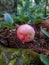 Rotten or spoiled rose apple fruit or water apple, infected food fruit food wastage unhealthy to eat