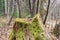 Rotten stump covered with green moss and eaten by ants in a dense wild forest