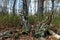 Rotten stump in the spring forest