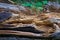 Rotten tree, close-up. Decomposing wood, selective focus. Natural wooden background