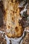 A rotten tree with destroyed bark close-up. Natural horizontal textures.