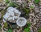 Rotten tree stump covered with fungus