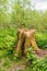 Rotten tree trunk in the forest