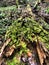 Rotten tree trunk with moss on forest floor