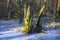 Rotten tree trunk with woodpeckers hollows in early spring season in central Poland mazovian plateaus near Warsaw