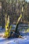 Rotten tree trunk with woodpeckers hollows in early spring season in central Poland mazovian plateaus near Warsaw