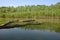 Rotten willow trunks protruding above the water 1