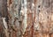 Rotten wood background