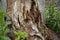 Rotten wood left in the forest is a breeding ground