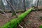 Rotten wood in a primary forest