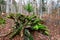 Rotten wood in a primary forest