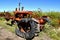 Rotten worn-out tire on an old tractor