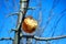 Rotten yellow apple on tree, close up detail, soft blurry gray twigs and blue sky