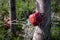 Rotting apple with worm hole caught between wire mesh and tree trunk in orchard