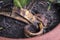 A rotting banana peel in a potted plant serving as natural or organic fertilizer