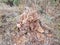 Rotting brown tree stump and brown grasses