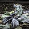 Rotting Cabbage Leaves