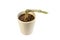 A rotting cactus in pot over a white isolated background
