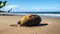 Rotting Coconuts On Beach: Organic And Fluid 8k Uhd Image