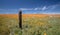 Rotting fence post in meadow of California Golden Poppies during springtime super bloom in southern California high desert