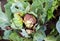 Rotting head of cabbage in the garden. Bacterial and fungal infections of cabbage, gray and white rot. Mucous