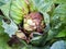 Rotting head of cabbage in the garden. Bacterial and fungal infections of cabbage, gray and white rot. Mucous bacteriosis, close-