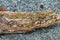 Rotting piece of driftwood along the shore of Watmough Bay, Lopez Island, Washington