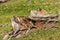 Rotting pine tree stump on green grass - Italian Alps