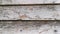 Rotting planks texture wood wall of an abandoned house.