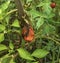 Rotting red and orange tomato hanging on vine in garden