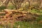 Rotting timber in English woodland