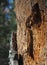 Rotting Tree Woodpecker Holes