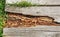 Rotting wood on boardwalk path