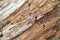 Rotting wood detail
