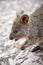 Rottnest Quokka Feeding