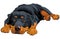 Rottweiler