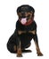 Rottweiler, 7 years old, sitting